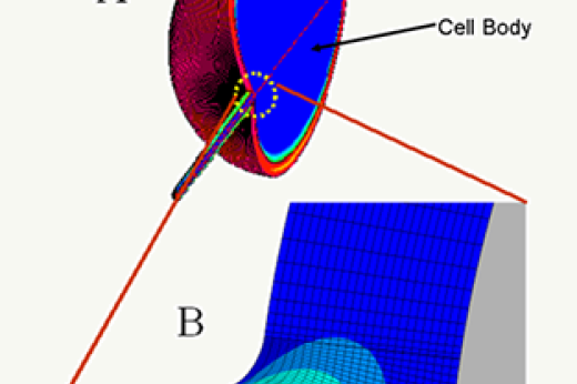 BRIDGING THE GAP IN UNDERSTANDING BONE AT MULTIPLE LENGTH SCALES USING FLUID DYNAMICS